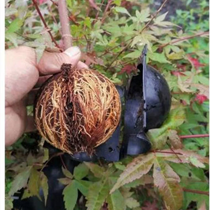 10Pcs Plant Rooting Ball Propagation Rooting Box Reusable Plant Root Growing Box Cuttings Grafting Rooting Propagation Pots