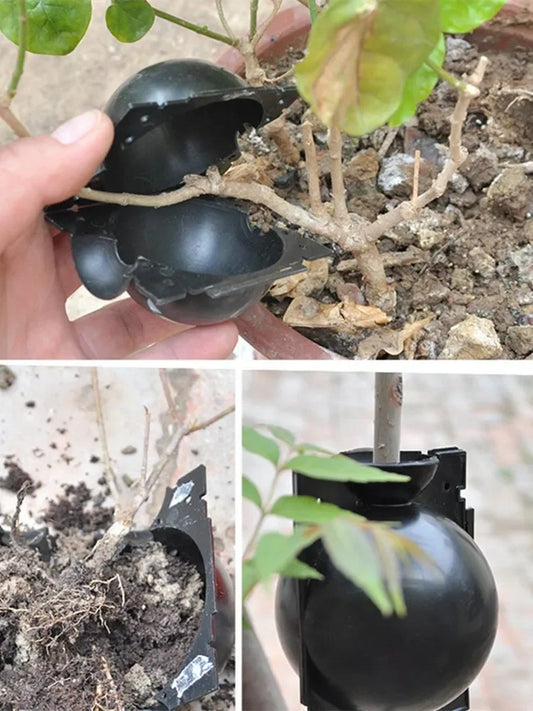 10Pcs Plant Rooting Ball Propagation Rooting Box Reusable Plant Root Growing Box Cuttings Grafting Rooting Propagation Pots